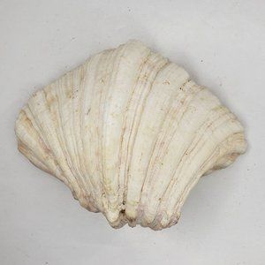 Bear Claw Clam Shell One Half Large Ruffled Sea Art Ocean 5.25" 8 oz 228 grams